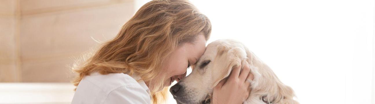 Perritos Perdidos Bogot&aacute;