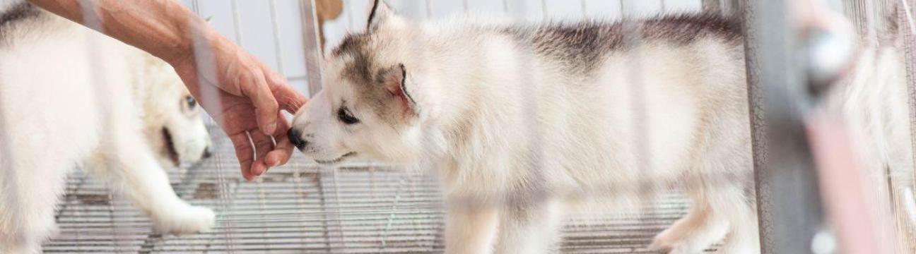 Para&iacute;so Canino