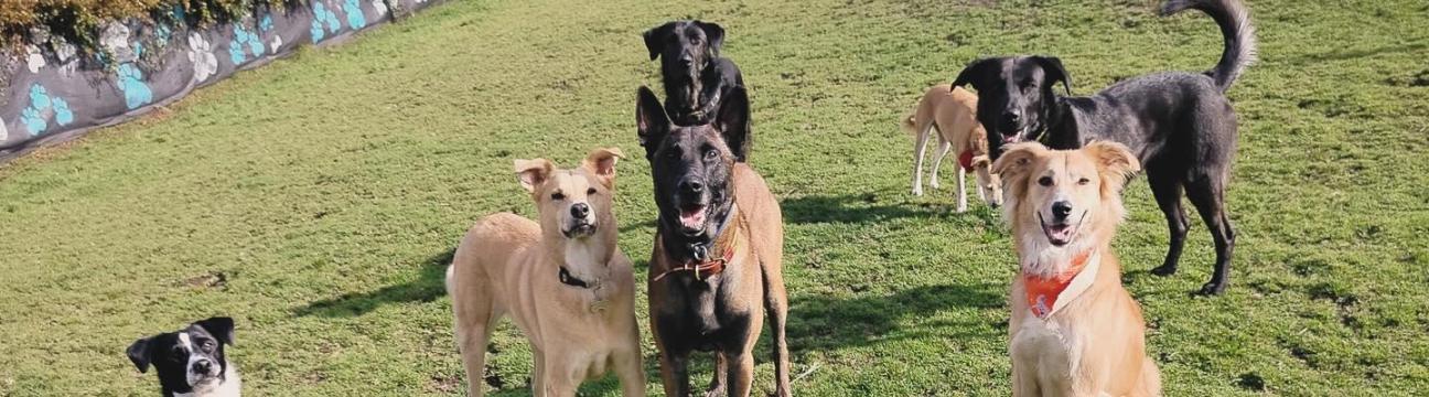 Guarder&iacute;a Campestre Good Pets