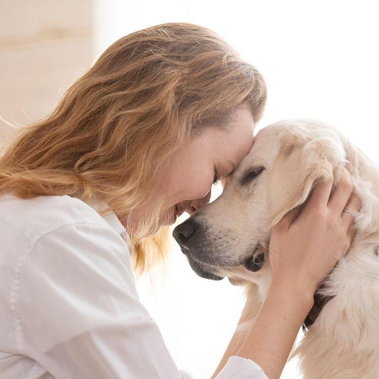 Perritos Perdidos Bogot&aacute;