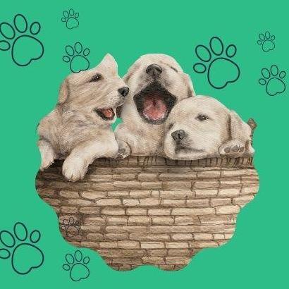 Para&iacute;so Canino